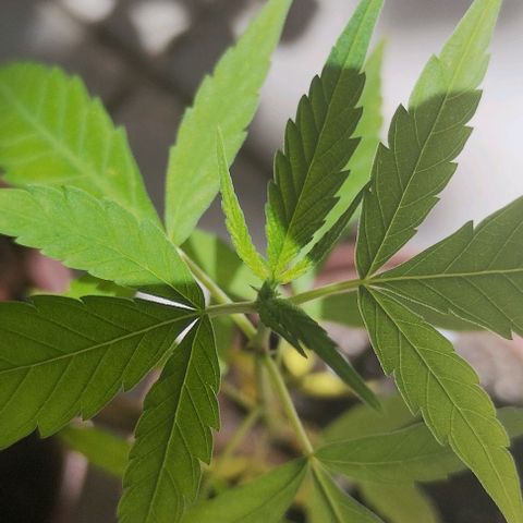 Miniolanta growlog timeline photo