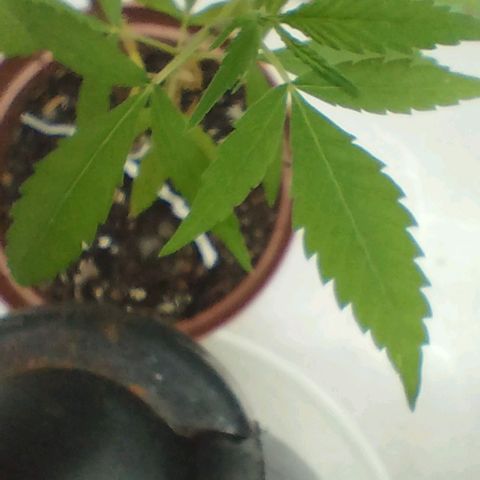 Miniolanta growlog timeline photo