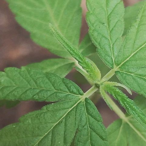 Miniolanta growlog timeline photo