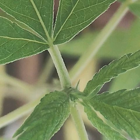 Miniolanta growlog timeline photo