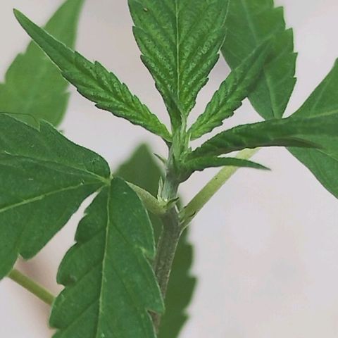 Miniolanta growlog timeline photo
