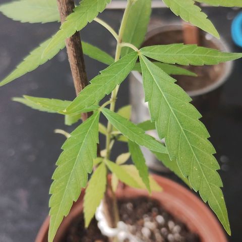 Miniolanta growlog timeline photo