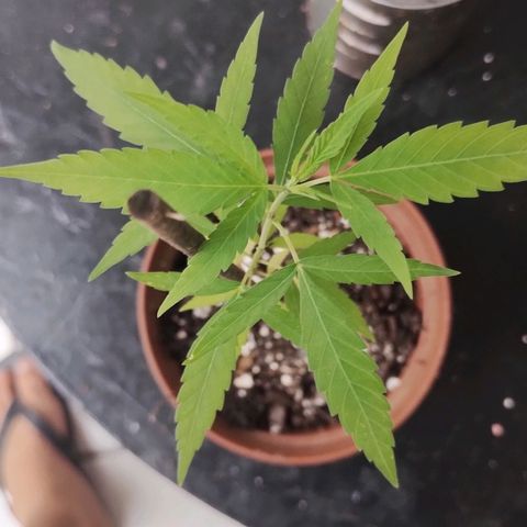 Miniolanta growlog timeline photo