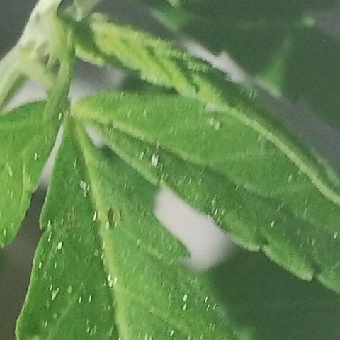Miniolanta growlog timeline photo