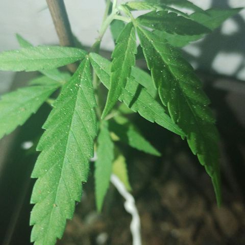 Miniolanta growlog timeline photo