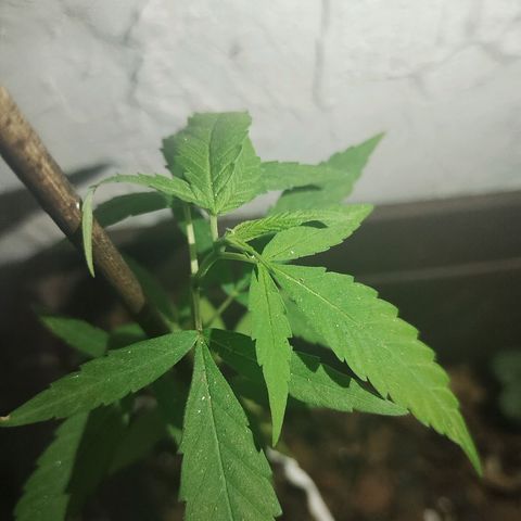Miniolanta growlog timeline photo