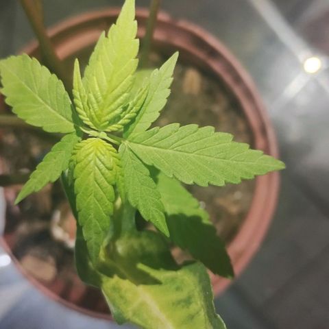 Miniolanta growlog timeline photo