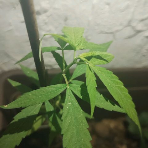Miniolanta growlog timeline photo