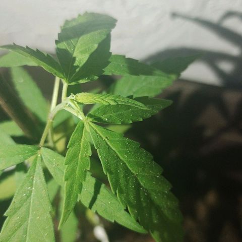 Miniolanta growlog timeline photo
