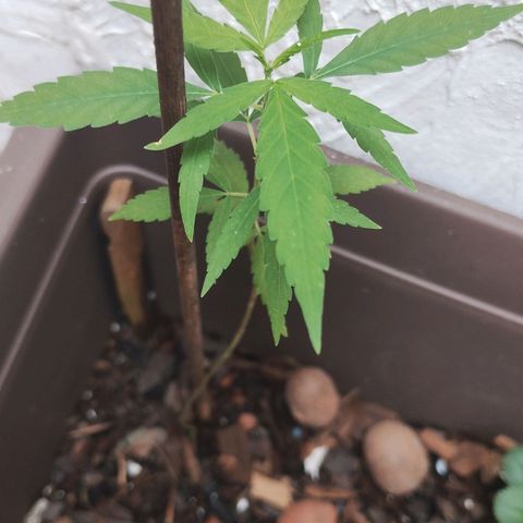 Miniolanta growlog timeline photo