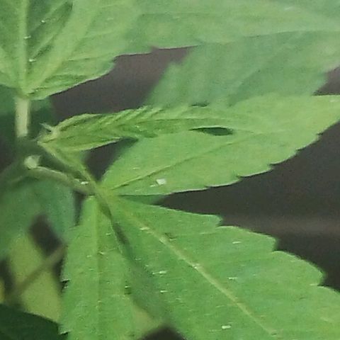 Miniolanta growlog timeline photo