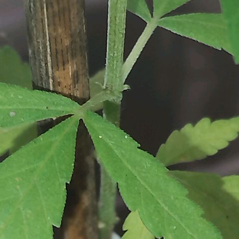Miniolanta growlog timeline photo