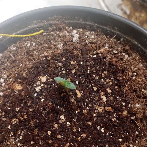 Beija flor growlog timeline photo