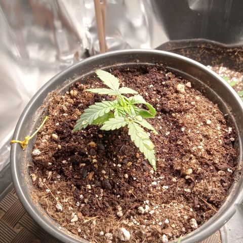 Beija flor growlog timeline photo