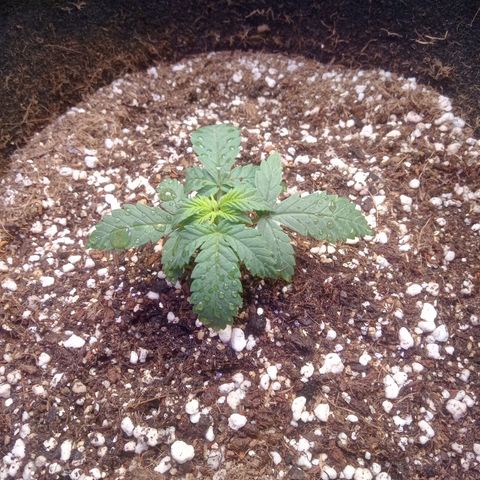 Beija flor growlog timeline photo