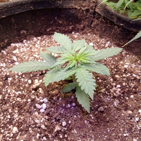 Beija flor growlog timeline photo