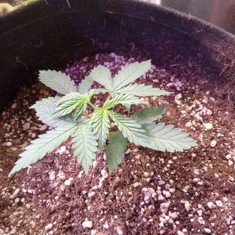 Beija flor growlog timeline photo