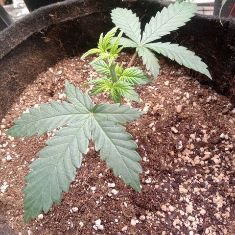 Beija flor growlog timeline photo