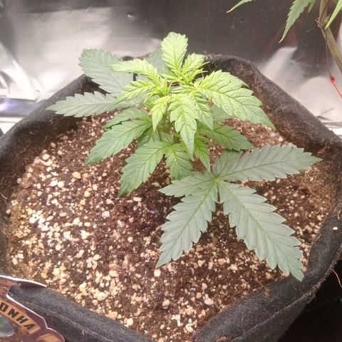 Beija flor growlog timeline photo