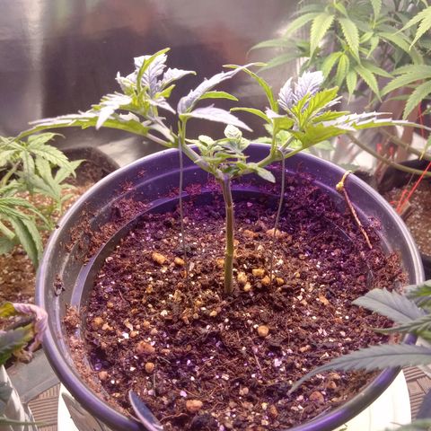 Amazonas  growlog timeline photo