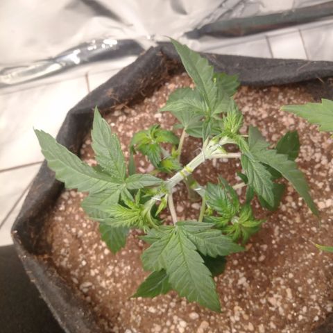 Beija flor growlog timeline photo