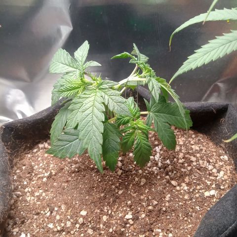 Beija flor growlog timeline photo