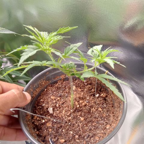 Amazonas  growlog timeline photo