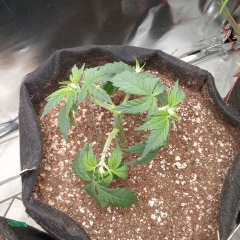 Beija flor growlog timeline photo
