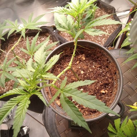 Amazonas  growlog timeline photo
