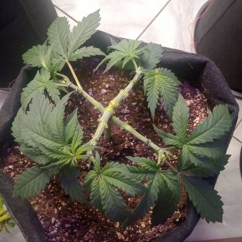 Beija flor growlog timeline photo