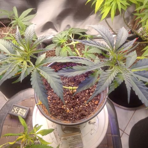 Amazonas  growlog timeline photo