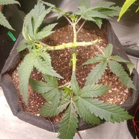 Beija flor growlog timeline photo