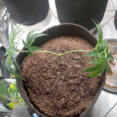 Amazonas  growlog timeline photo