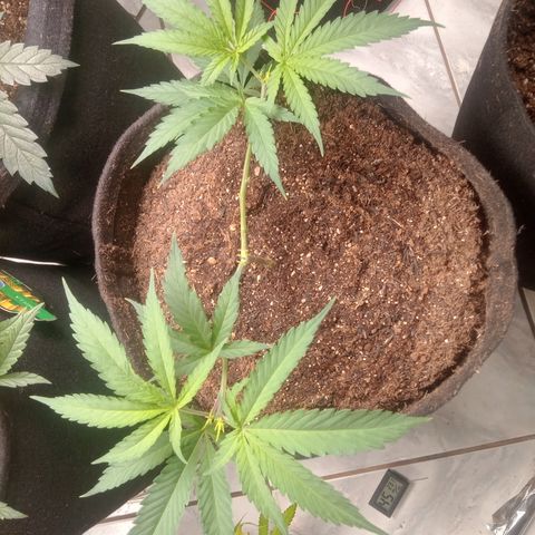 Amazonas  growlog timeline photo