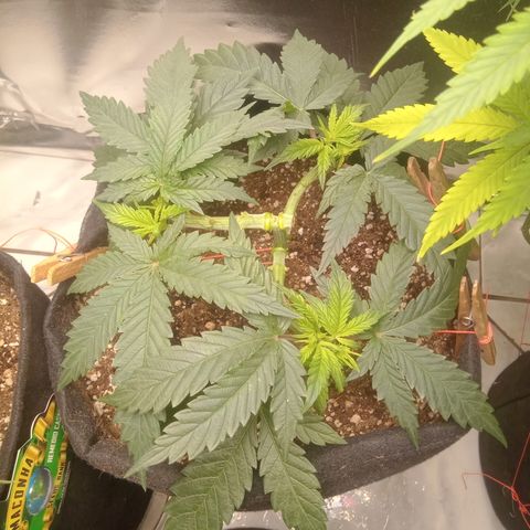 Beija flor growlog timeline photo