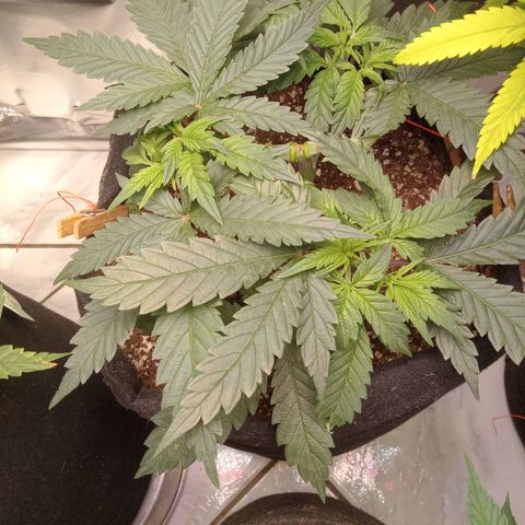 Beija flor growlog timeline photo
