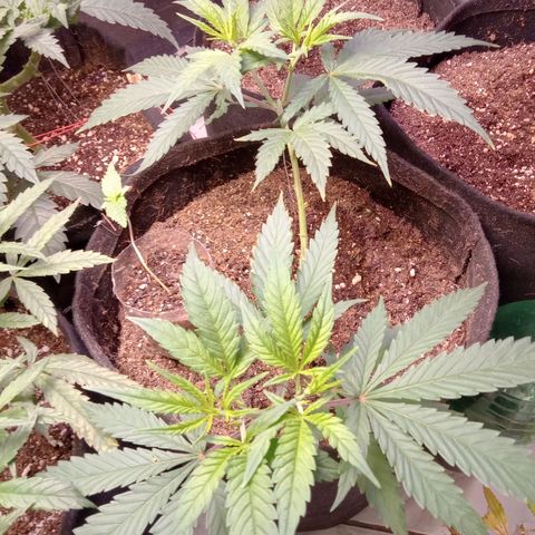 Amazonas  growlog timeline photo