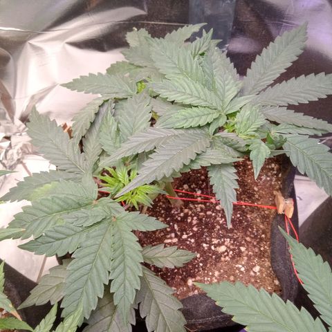 Beija flor growlog timeline photo