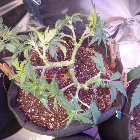 Beija flor growlog timeline photo