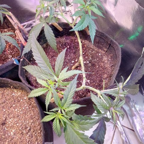 Amazonas  growlog timeline photo