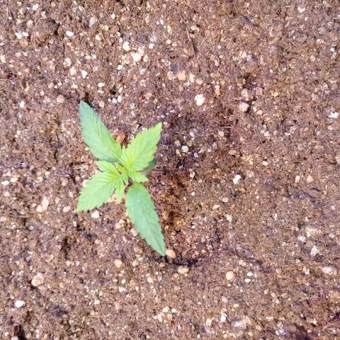 Northen Light x Skunk growlog timeline photo
