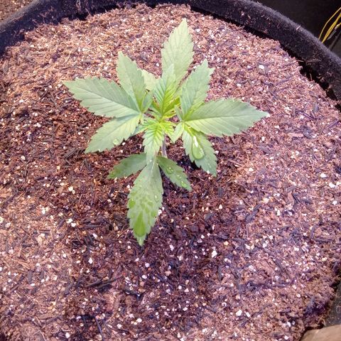 Northen Light x Skunk growlog timeline photo