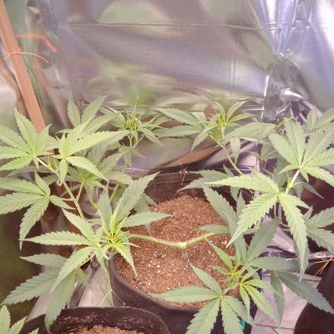 Amazonas  growlog timeline photo