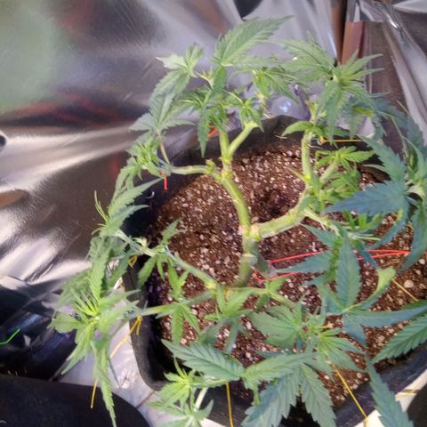 Beija flor growlog timeline photo
