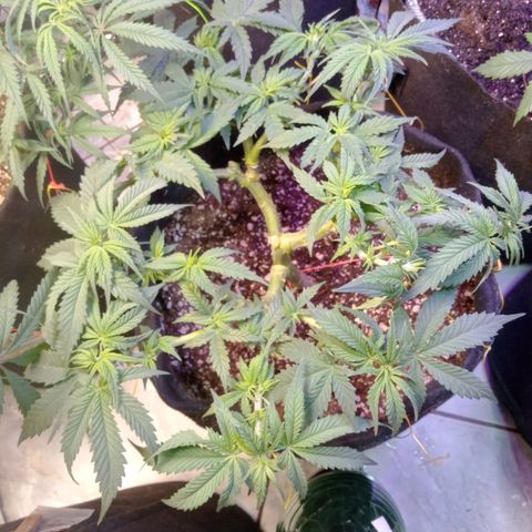 Beija flor growlog timeline photo
