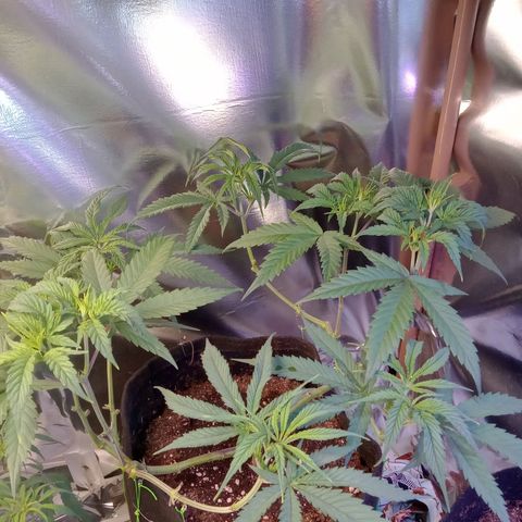 Amazonas  growlog timeline photo