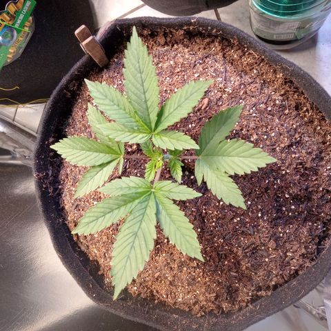 Northen Light x Skunk growlog timeline photo