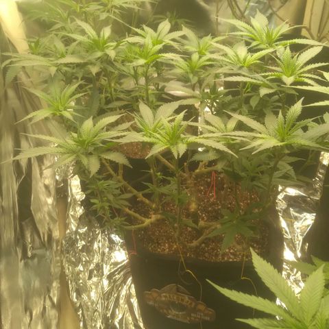 Beija flor growlog timeline photo