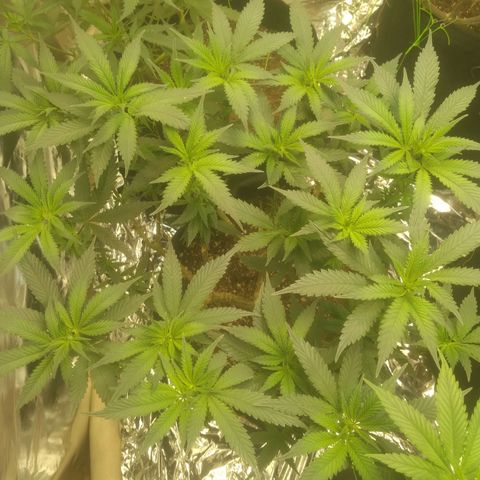 Beija flor growlog timeline photo