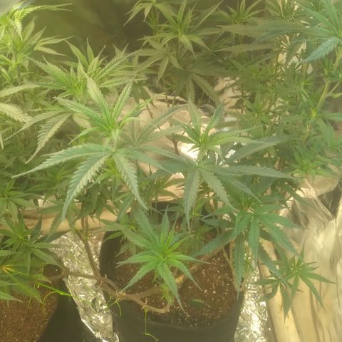 Amazonas  growlog timeline photo